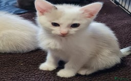Ragdoll cats for sale: Ragdoll cross siamese kittens  - Image 9
