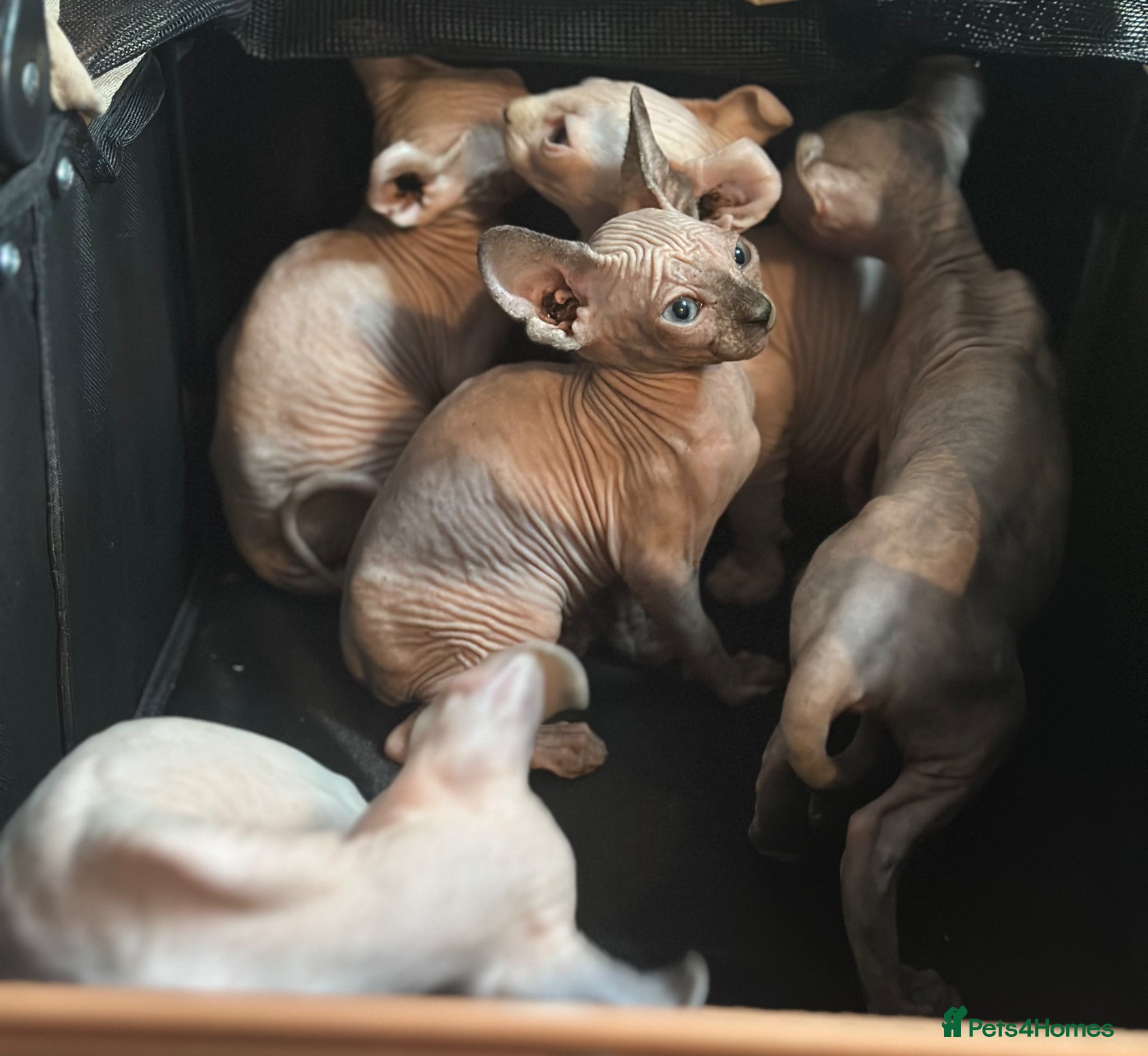 Sphynx cats Ready to go now Sphynx! Prices lowered!! - Advert 3
