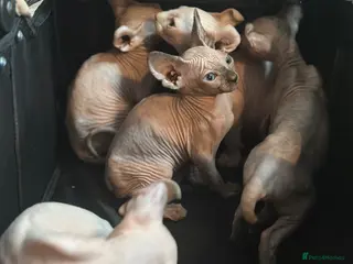 Sphynx cats Ready to go now Sphynx! Prices lowered!! - Advert 3