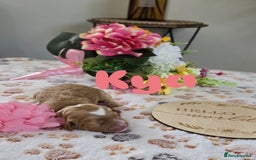 Cavapoo dogs for sale: Cavapoo F1B pups licensed Breeder/health tested  - Image 2