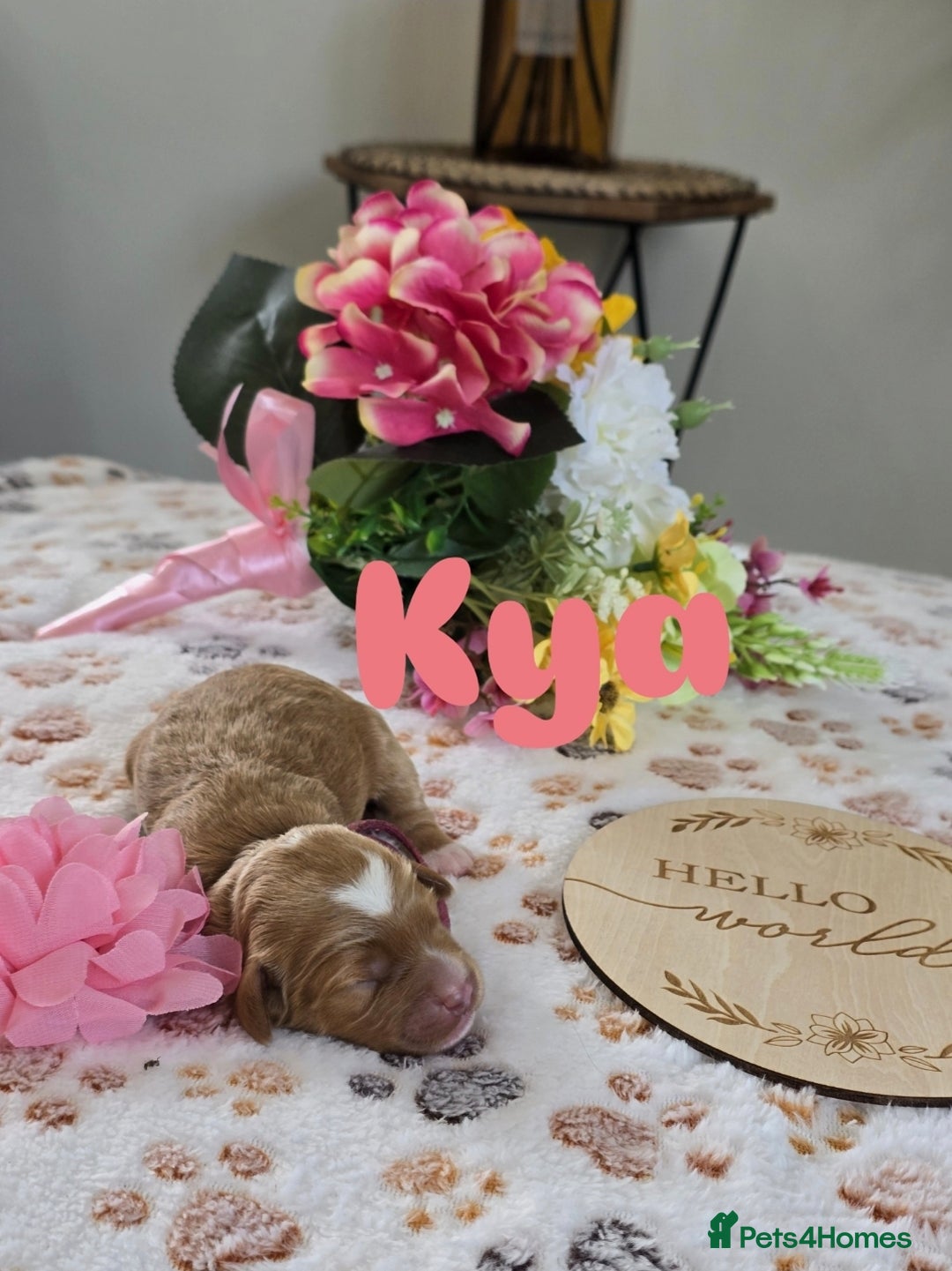 Cavapoo dogs for sale: Cavapoo F1B pups licensed Breeder/health tested  - Image 2