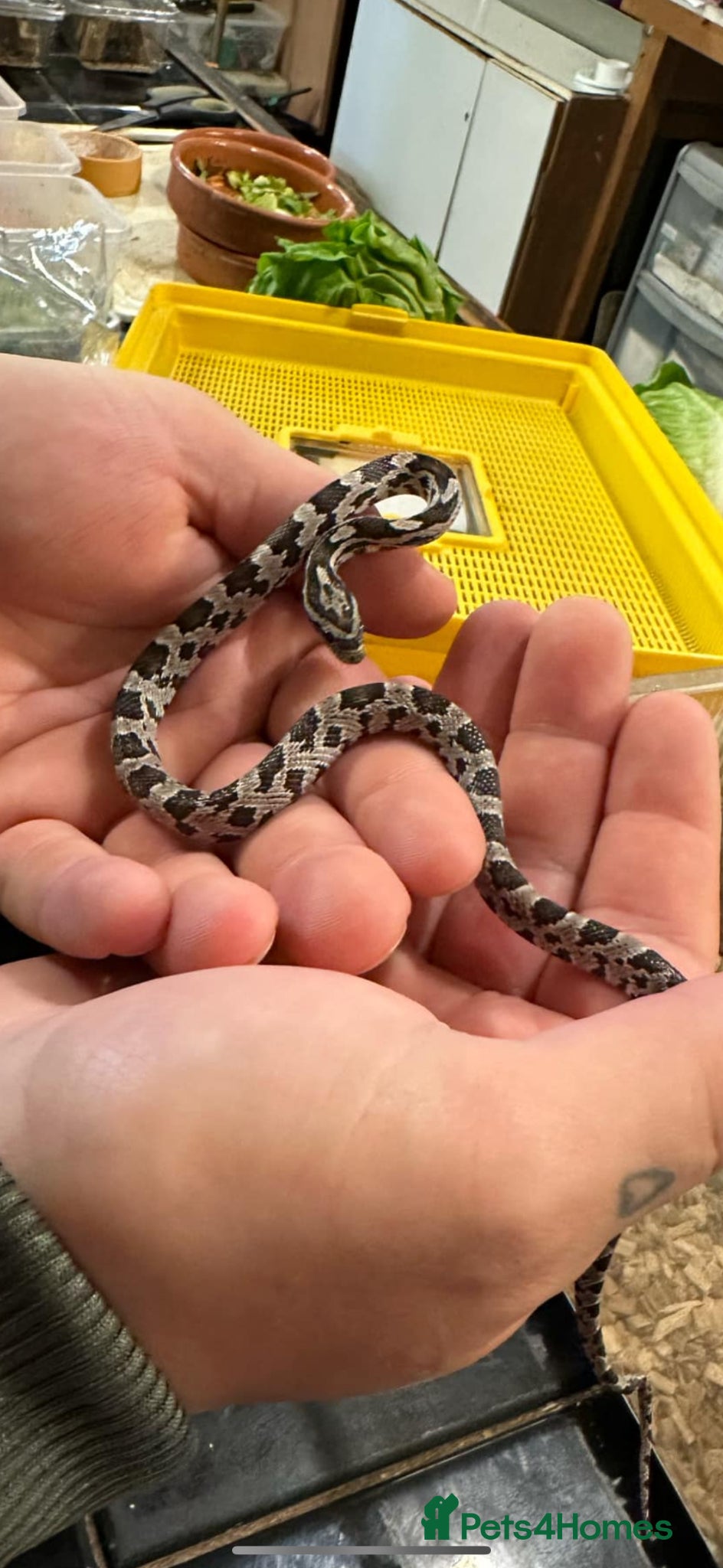 Corn Snake reptiles for sale: Benny the corn snake in Wakefield - Advert 1
