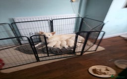 Mixed Breed dogs for sale: Northern Inuit x German shepherd puppies for sale  - Image 1