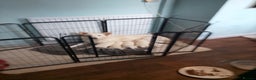 Mixed Breed dogs for sale: Northern Inuit x German shepherd puppies for sale  - Advert 1