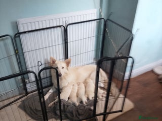 Mixed Breed dogs - Advert 30