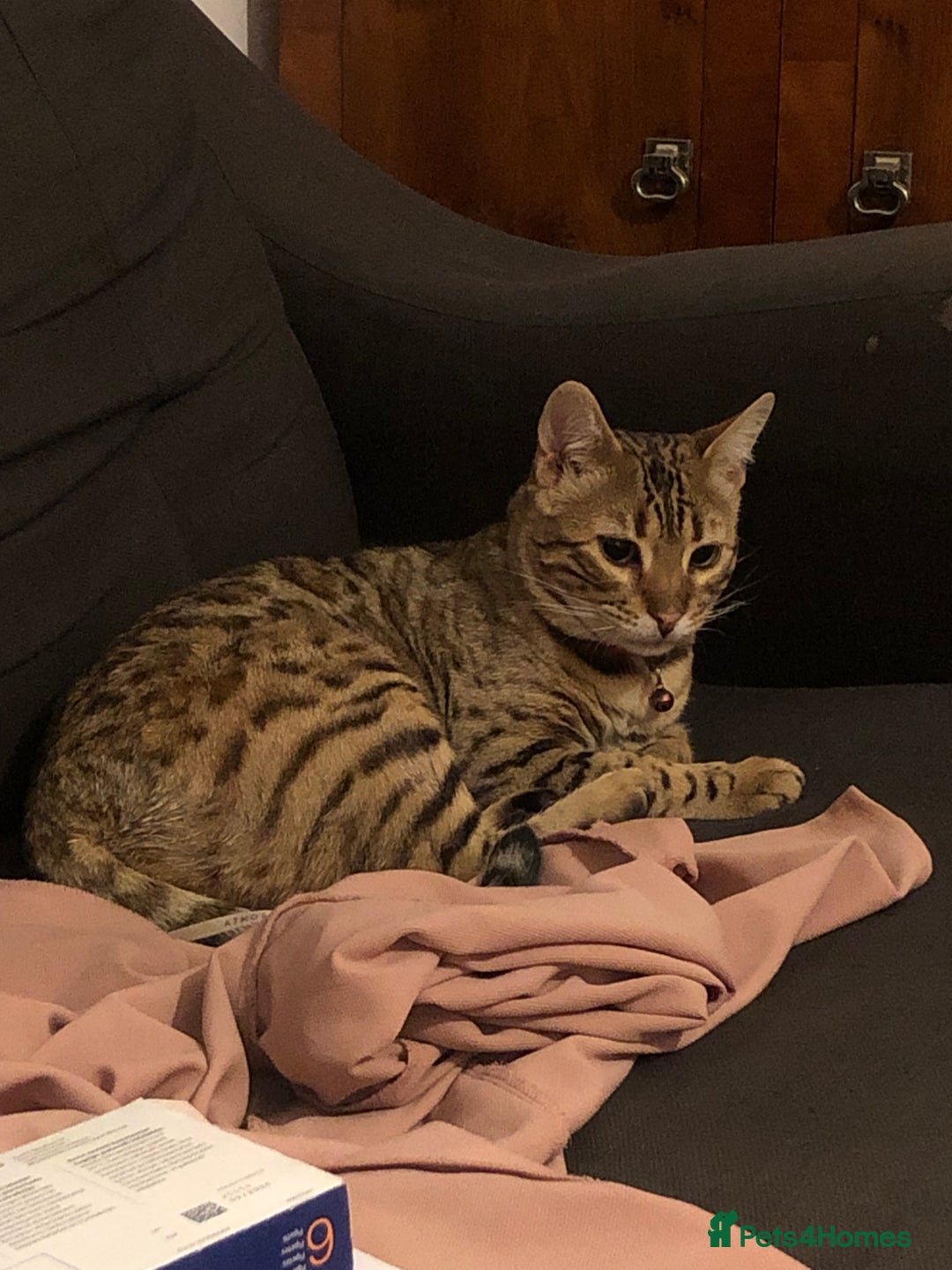 Bengal cats for sale: Beautiful Bengal Boy!  - Image 4