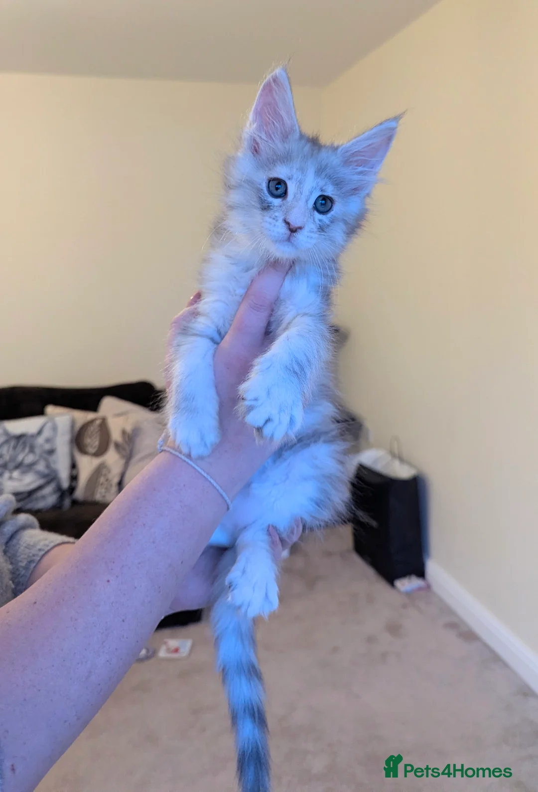 Maine Coon cats for sale: Champion Line Female Maine Coon Kittens  - Advert 5