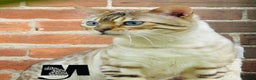 Bengal cats for sale: Snow Lynx Bengal Kittens Available for Reservation - Advert 8