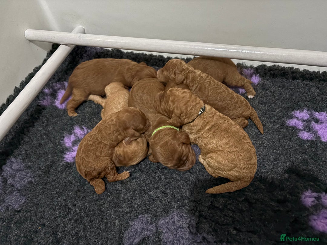 Cockapoo dogs for sale: F1b cockapoo - Advert 3