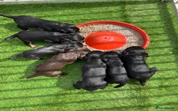 Cocker Spaniel dogs for sale: Cocker spaniel puppies x5 available 🏡  - Image 1