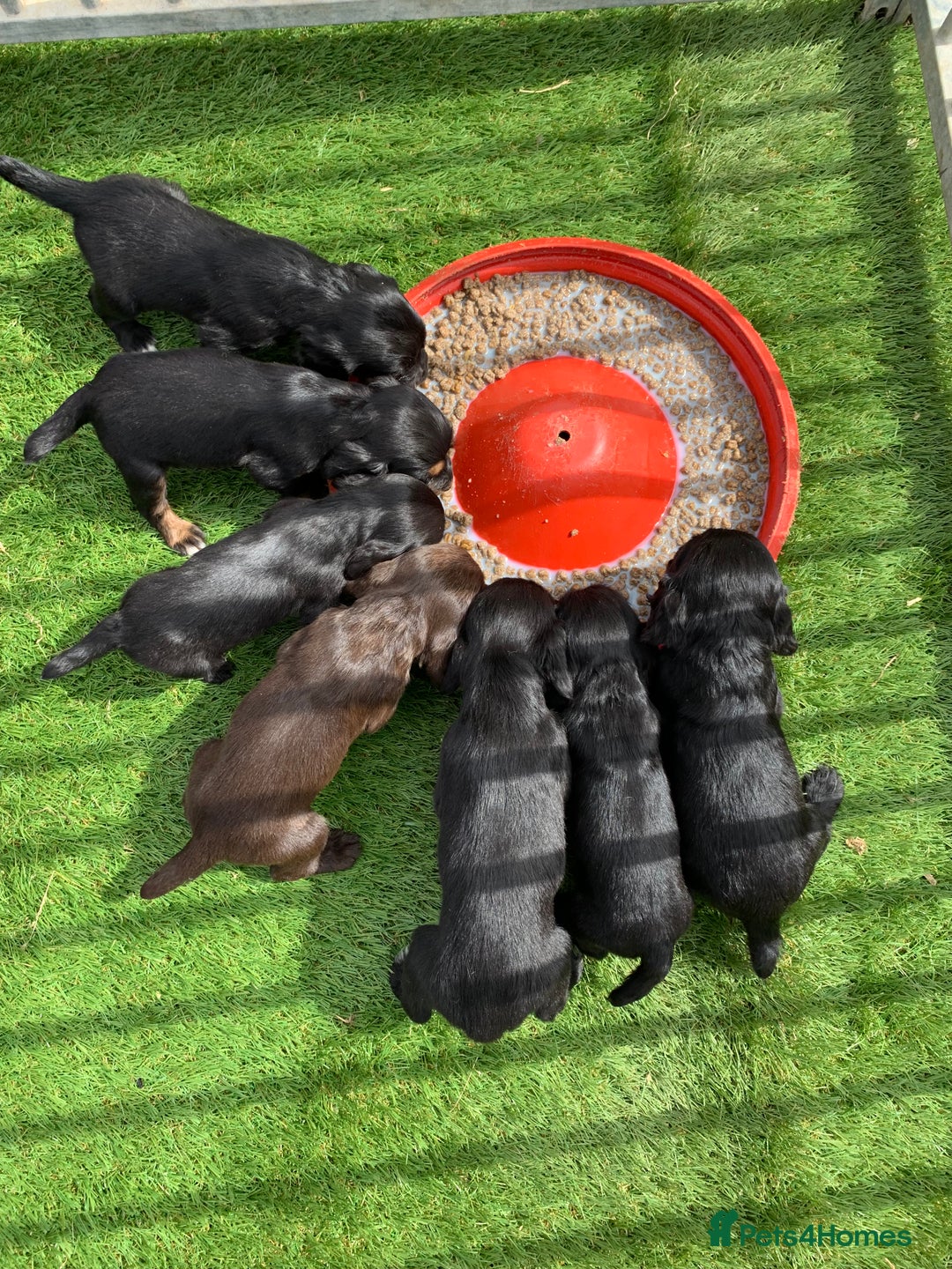 Cocker Spaniel dogs for sale: Cocker spaniel puppies x5 available 🏡  - Image 1