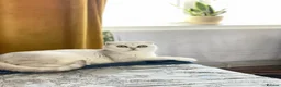 Scottish Fold cats for sale: Bella - Advert 1