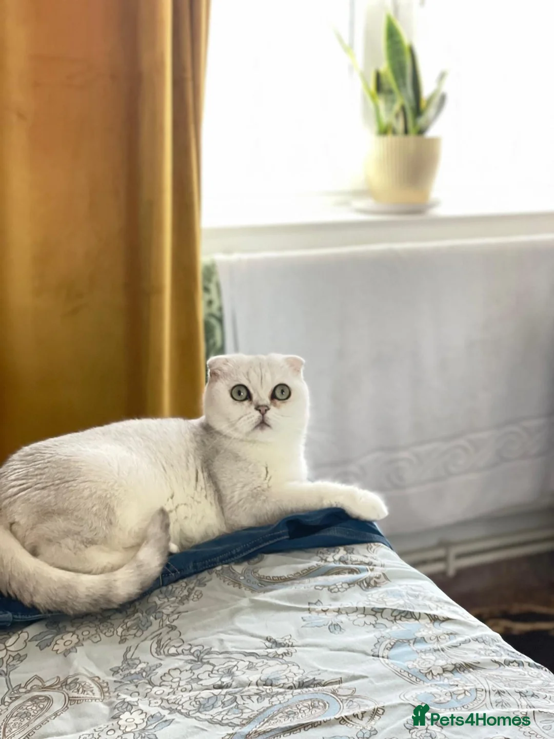 Scottish Fold cats for sale: Bella - Advert 1