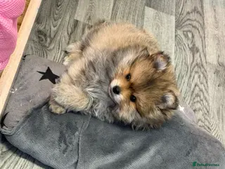 Pomeranian dogs GORGEOUS POMERANIAN PUPPIES 🐶🐶🐶 - Advert 4