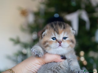 British Shorthair cats ✨Beautiful British Shorthair Kittens✨ - Advert 2