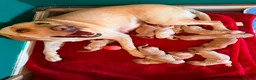 Labrador Retriever dogs for stud: Billy - 3YO Labrador Retriever Stud in Oxfordshire - Advert 2