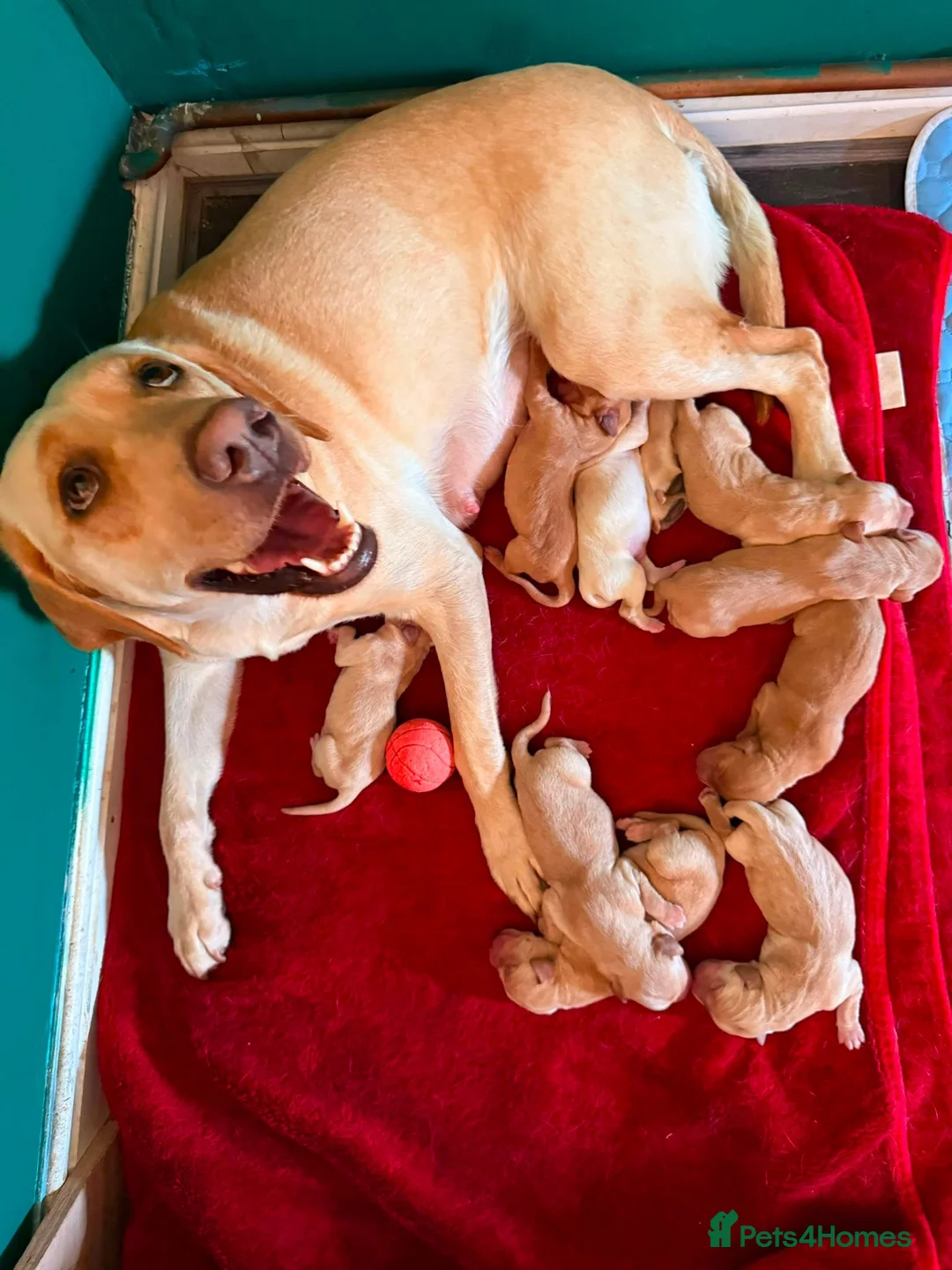 Labrador Retriever dogs for stud: Billy - 3YO Labrador Retriever Stud in Oxfordshire - Advert 2