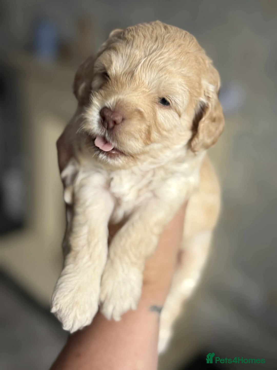 Cockapoo dogs for sale: Beautiful Female Fb1 cockapoo - Image 3