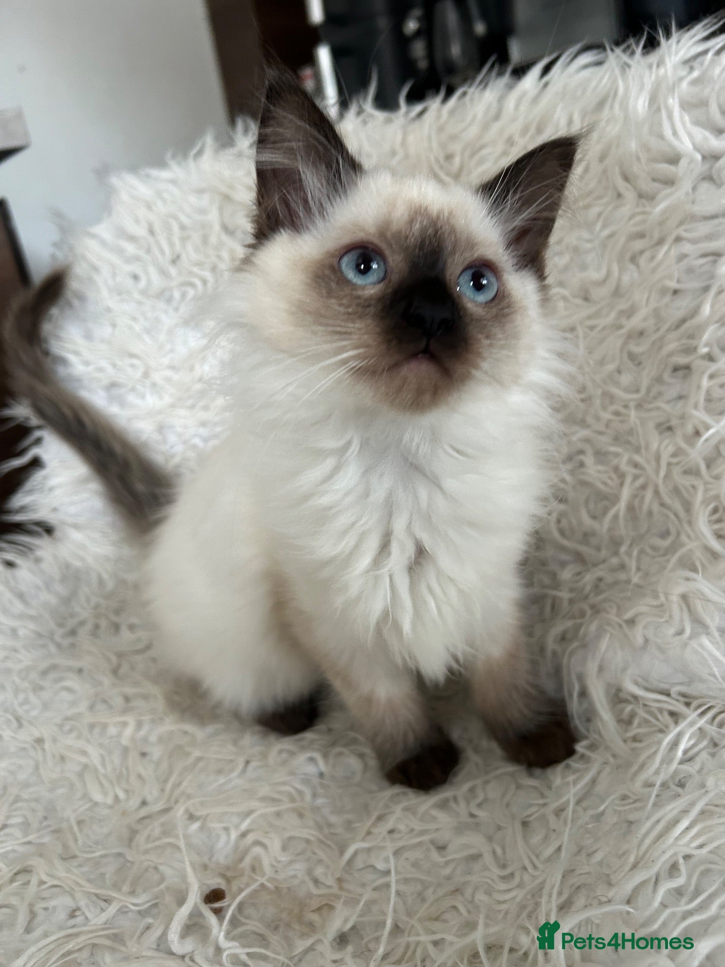 Ragdoll cats Ragdoll kittens  - Advert 18