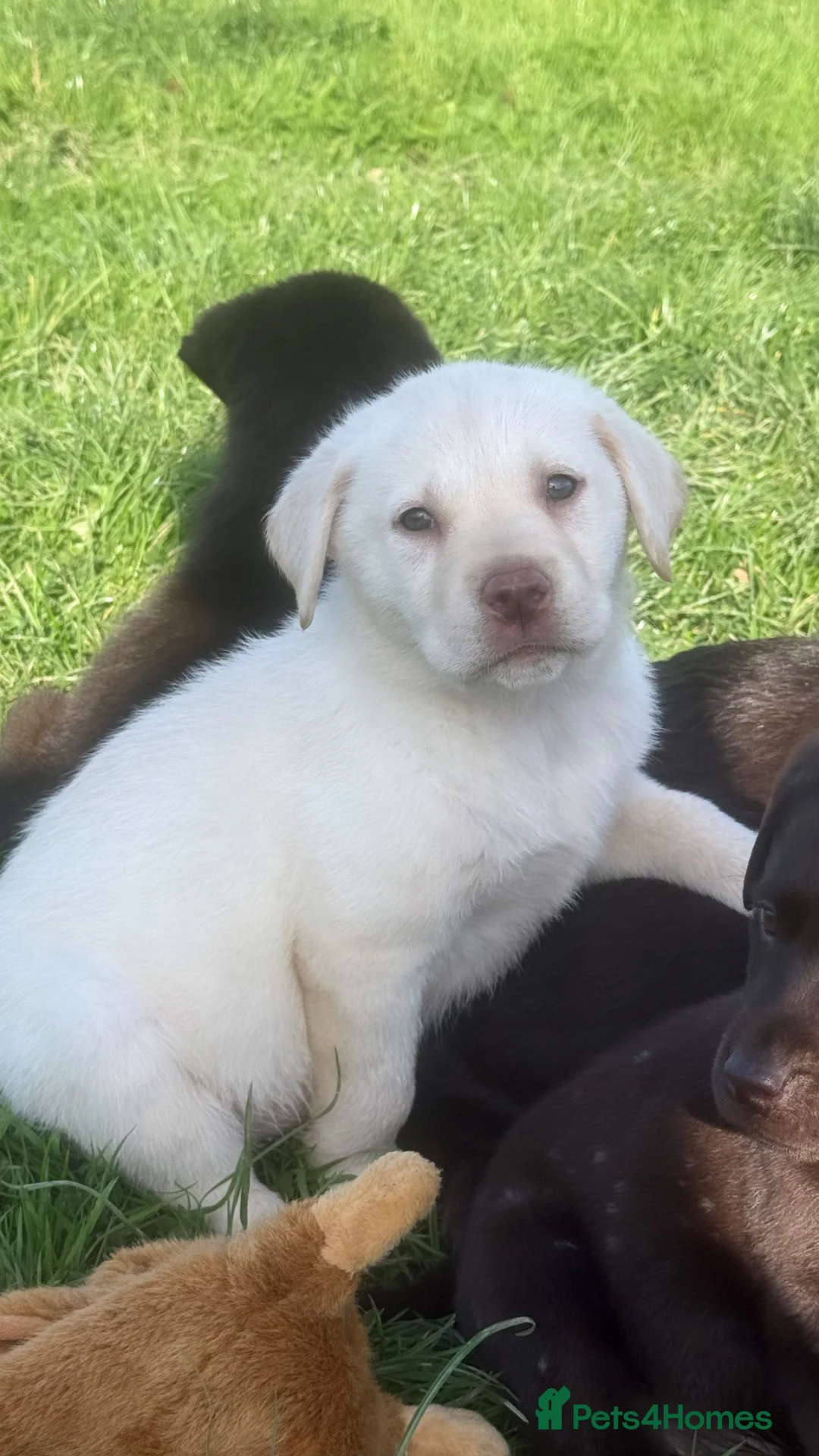 Labrador Retriever dogs for sale: Beautiful Labrador puppies chocolate and yellow  in Chulmleigh - Advert 19