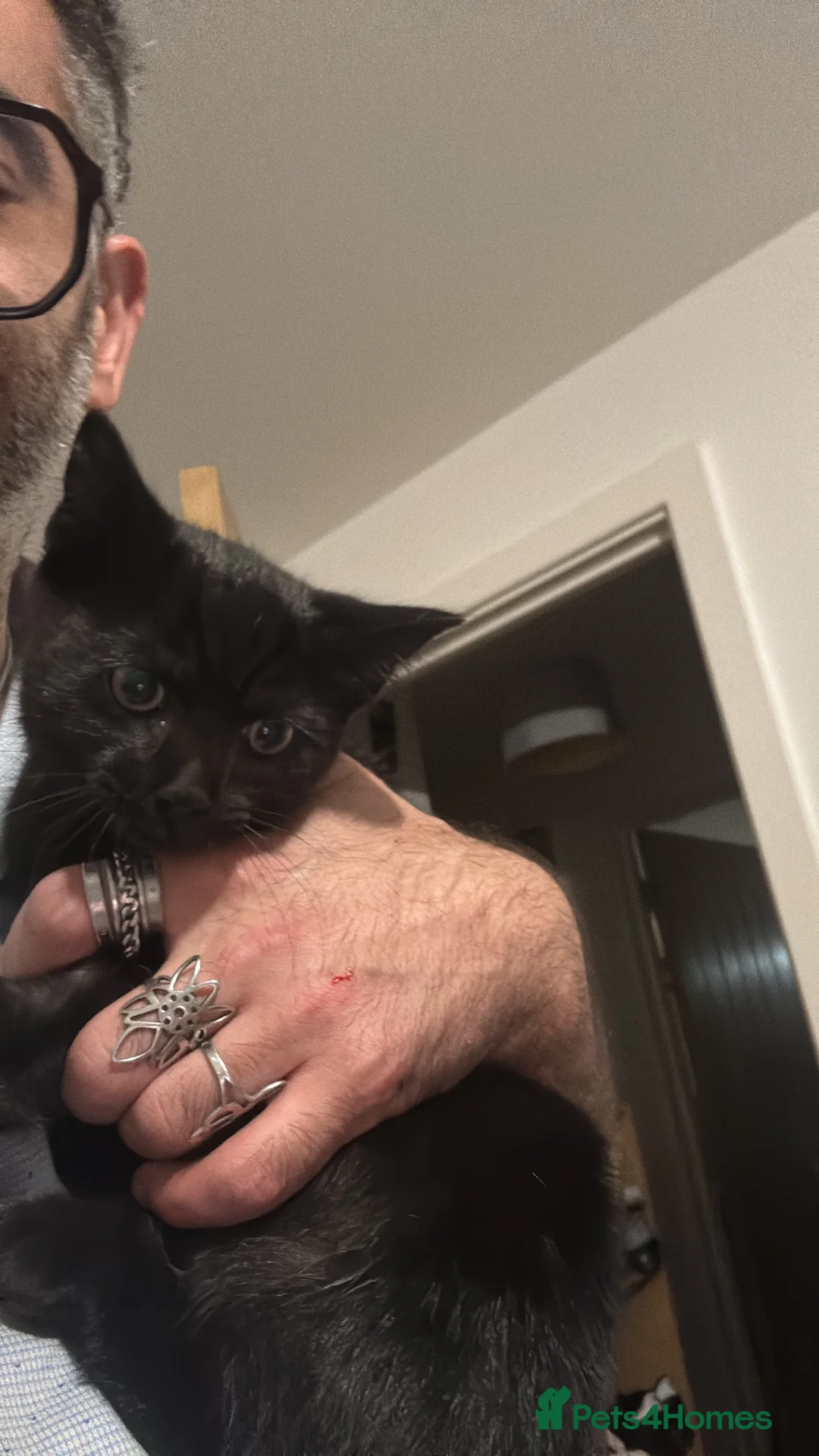 Mixed Breed cats for sale: Black boy  - Advert 8
