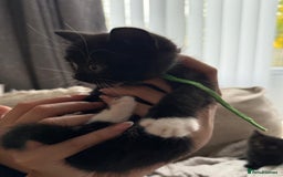 Mixed Breed cats for sale: Half british shorthair kitten - Image 4