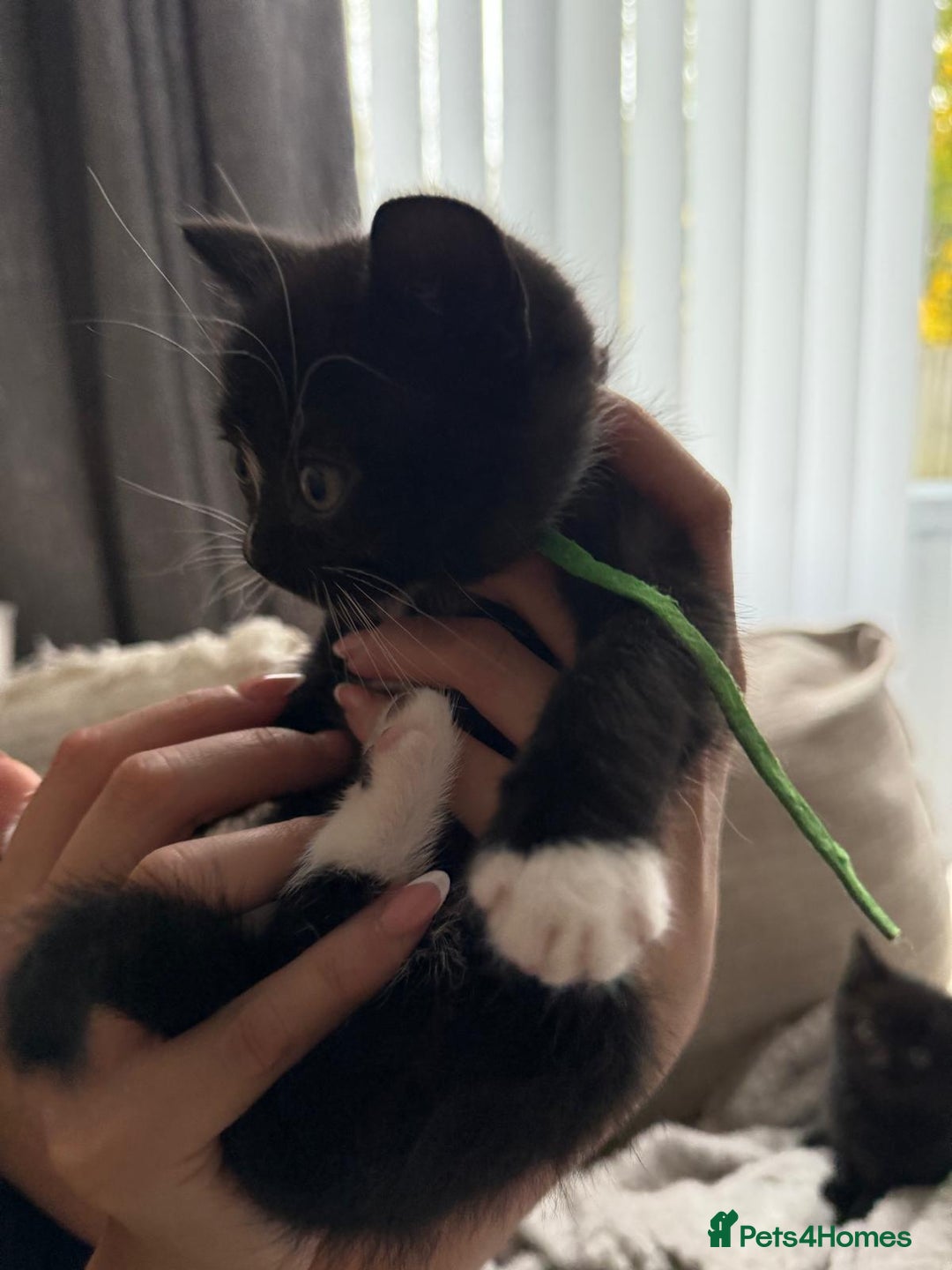 Mixed Breed cats for sale: Half british shorthair kitten - Image 4