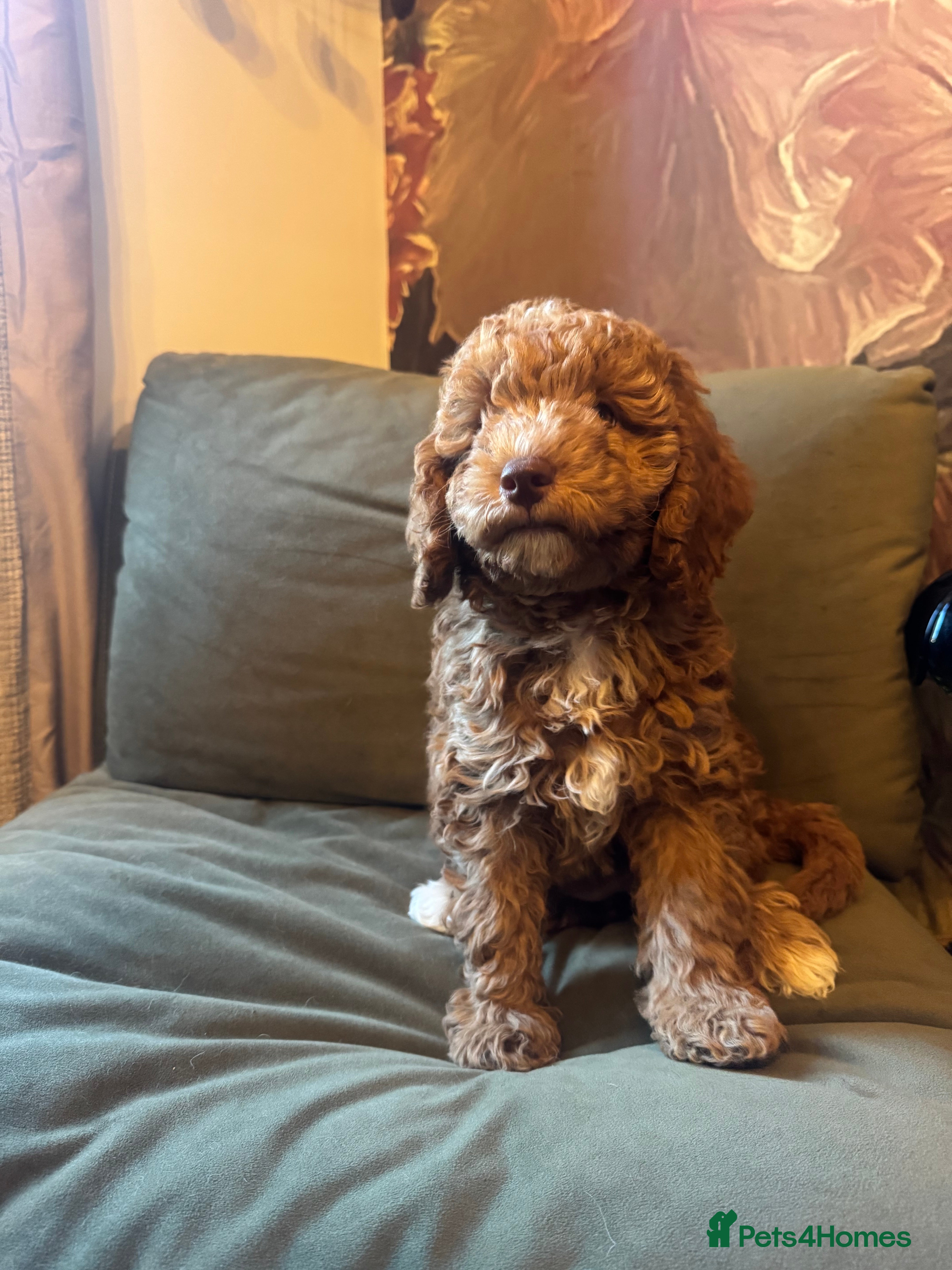 Cockapoo dogs Cockapoo pups ready 24th Dec healthtested parents  - Advert 14