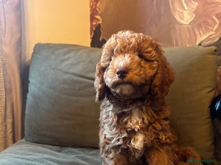 Cockapoo dogs Cockapoo pups ready 24th Dec healthtested parents - Advert 5