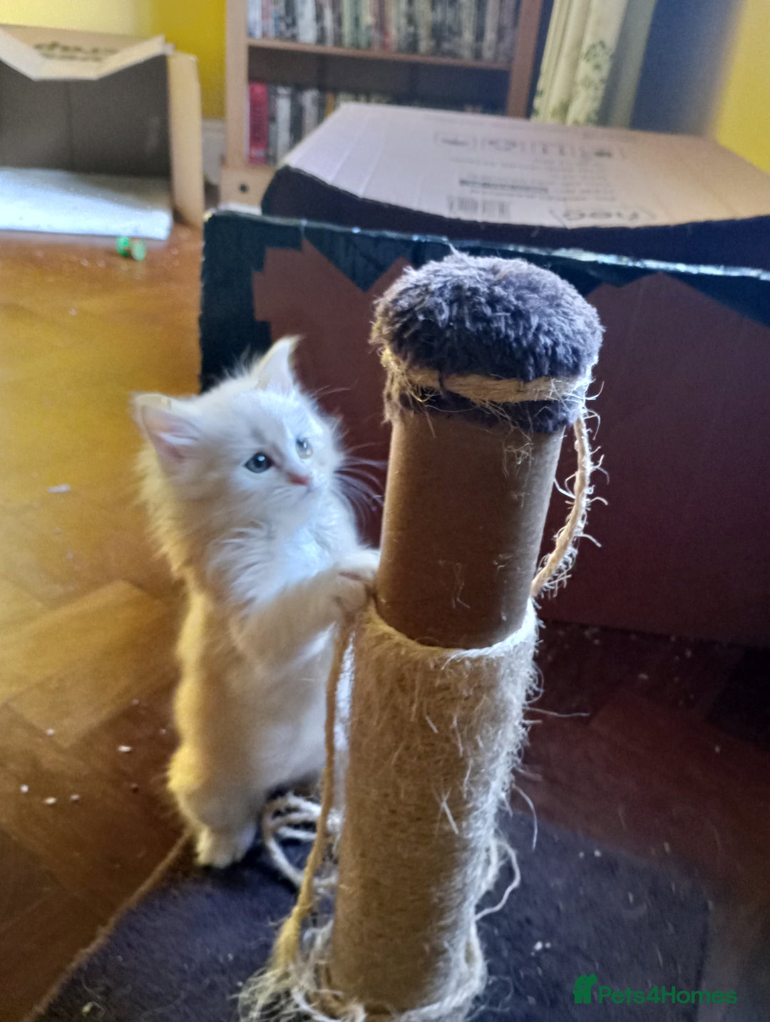 Maine Coon cats for sale: Maine coon kittens - Advert 8