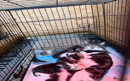 Mixed Breed cats for sale: Beautiful kittens for sale  - Image 10