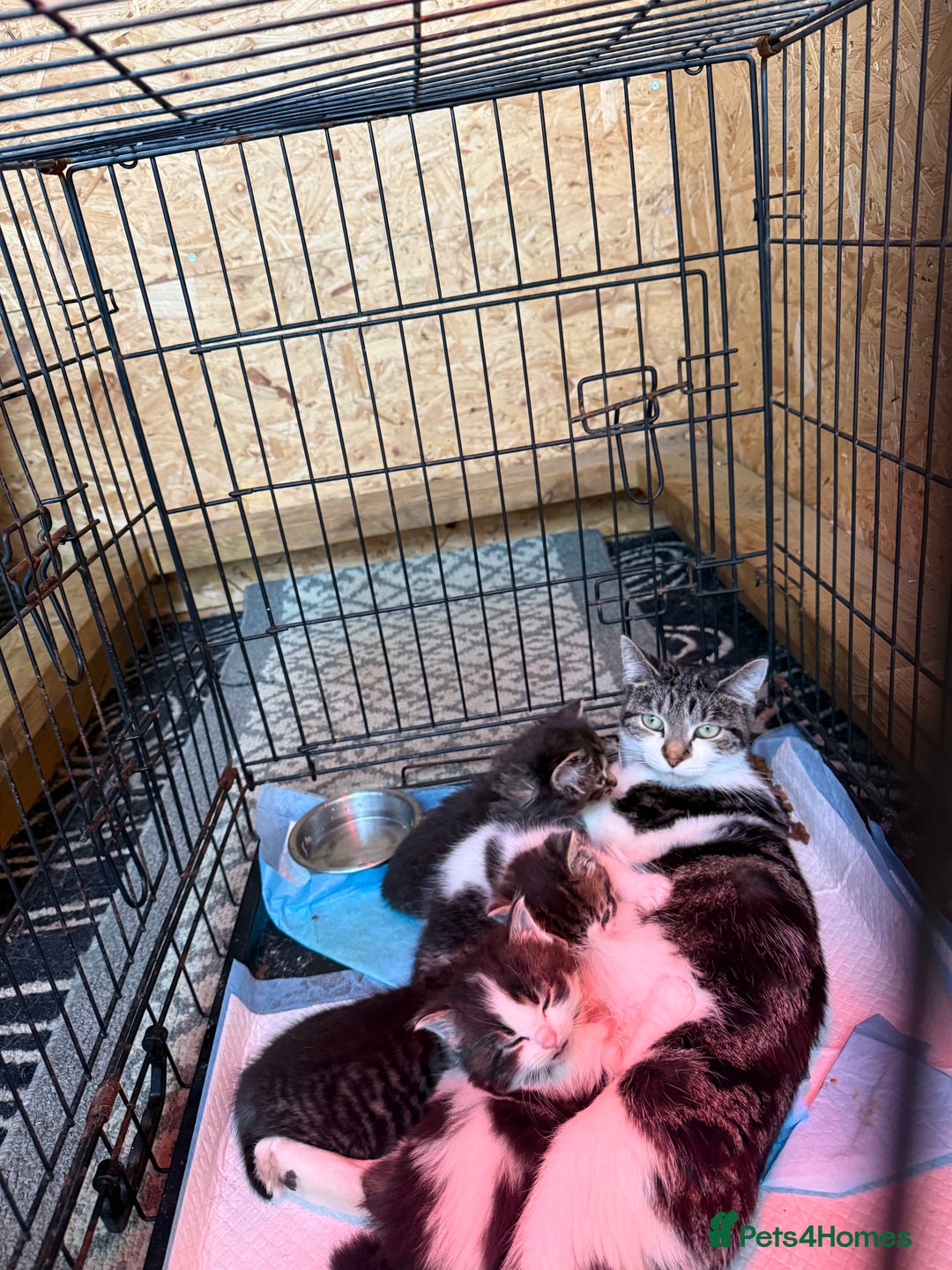 Mixed Breed cats for sale: Beautiful kittens for sale  - Image 10