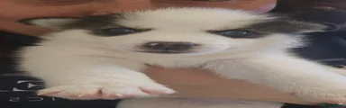 Oreo
