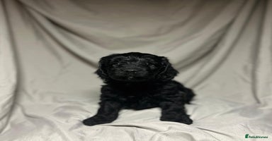Cockapoo dogs - Advert 12