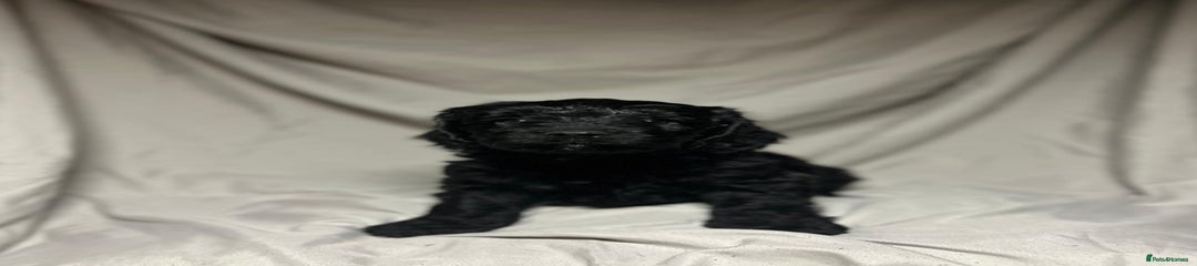 Black Female 