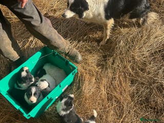 Border Collie dogs Very cute Border Collie Pups From Working Dogs - Advert 1