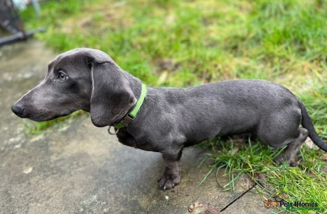 Miniature Dachshund dogs for stud: KC REG BLUE STUD EXTENSIVELY HEALTH TESTED  in Kidderminster - Image 8
