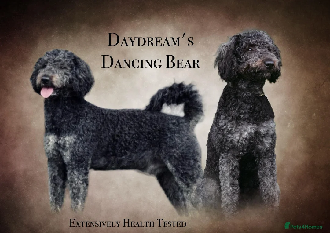 Goldendoodle dogs for stud: Exceptional Rare Colour GoldenDoodle Stud - Advert 2