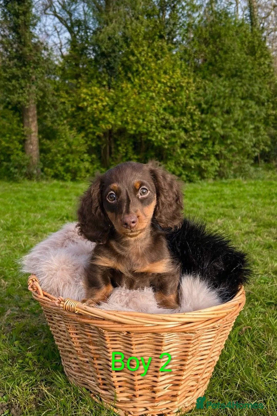 Dachshund dogs for sale: KC Registered Dachshund Puppies  - Advert 1