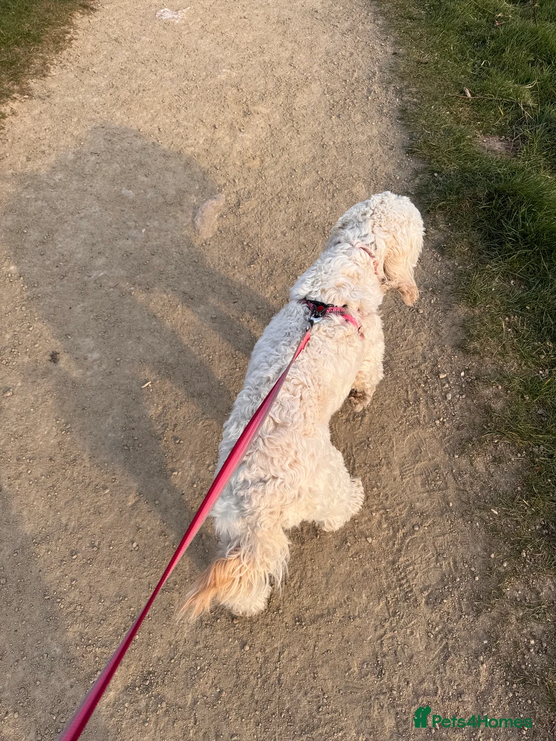 Labradoodle dogs for sale: Miniature F1b Labradoodle for rehoming  - Advert 5