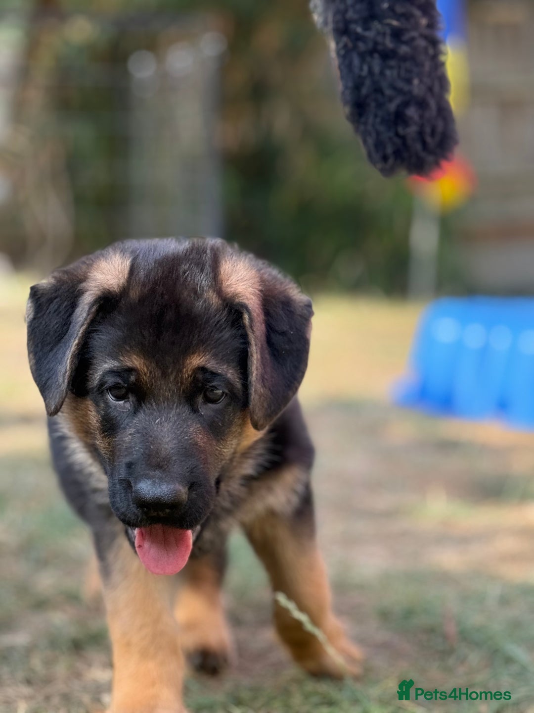 German Shepherd dogs for sale: German shepherd  - Image 7