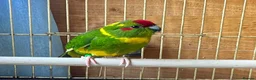 Parakeets birds for sale: Hand Reared/Tame male Kakariki - Advert 3