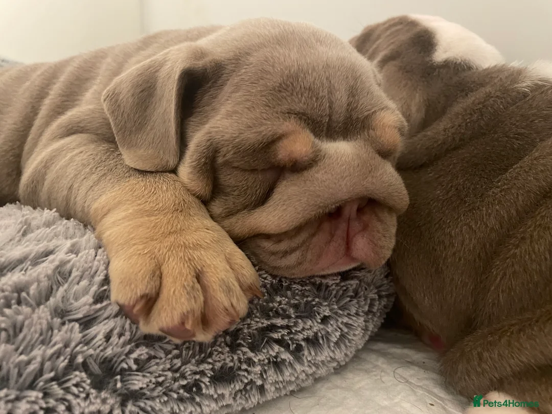 English Bulldog dogs for sale: Quality English bulldogs  - Advert 4
