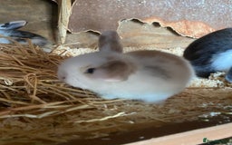 Mini Lop rabbits for sale: 4 beautiful rabbits  - Image 15