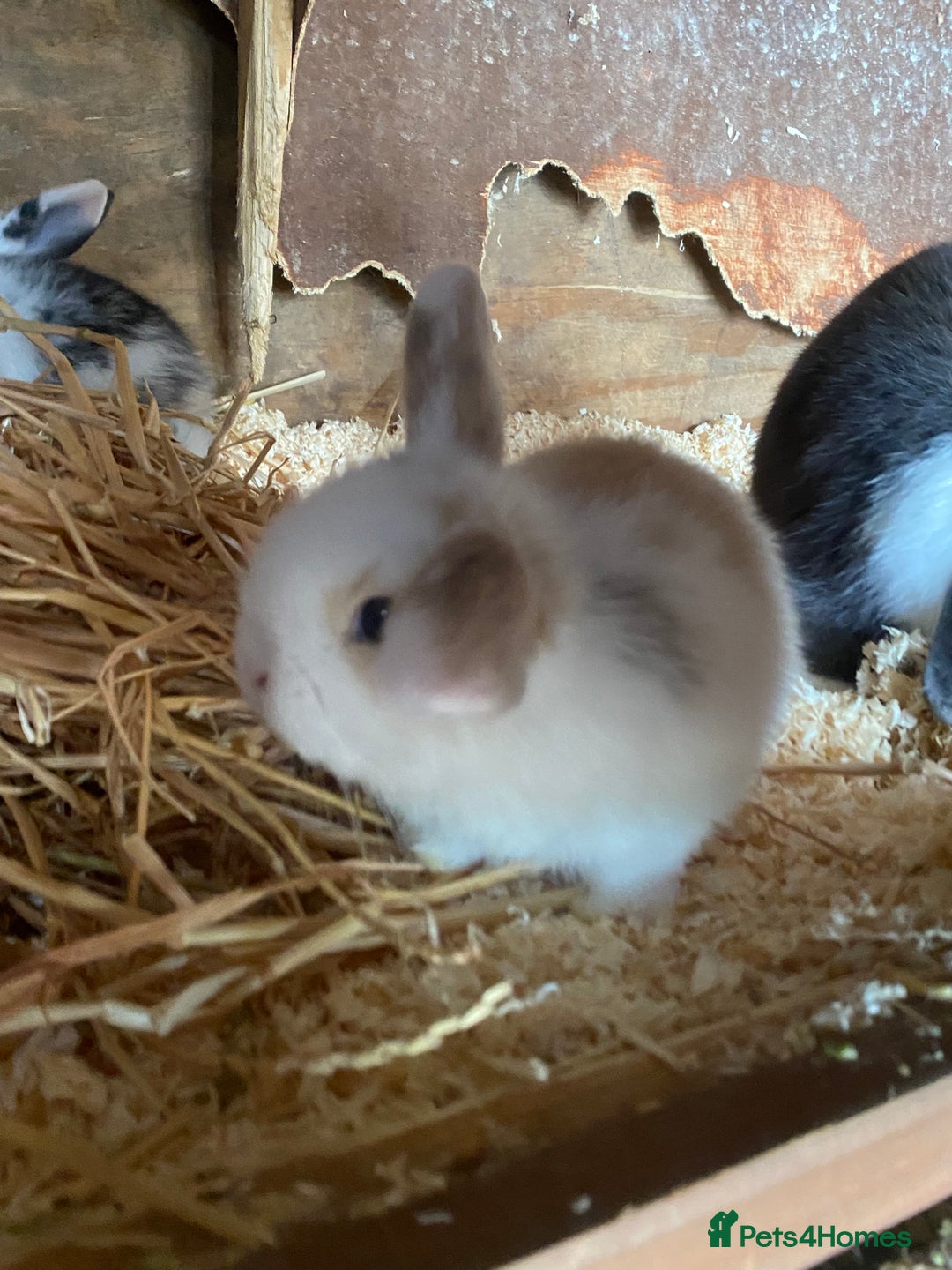Mini Lop rabbits for sale: 4 beautiful rabbits  - Image 15