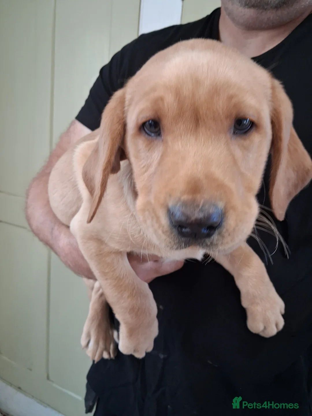 Labrador Retriever dogs for sale: Adorable Golden Labrador Puppies  - Advert 1