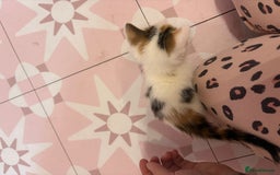 Bengal cats for sale: Bengal mix   in Manchester - Image 24
