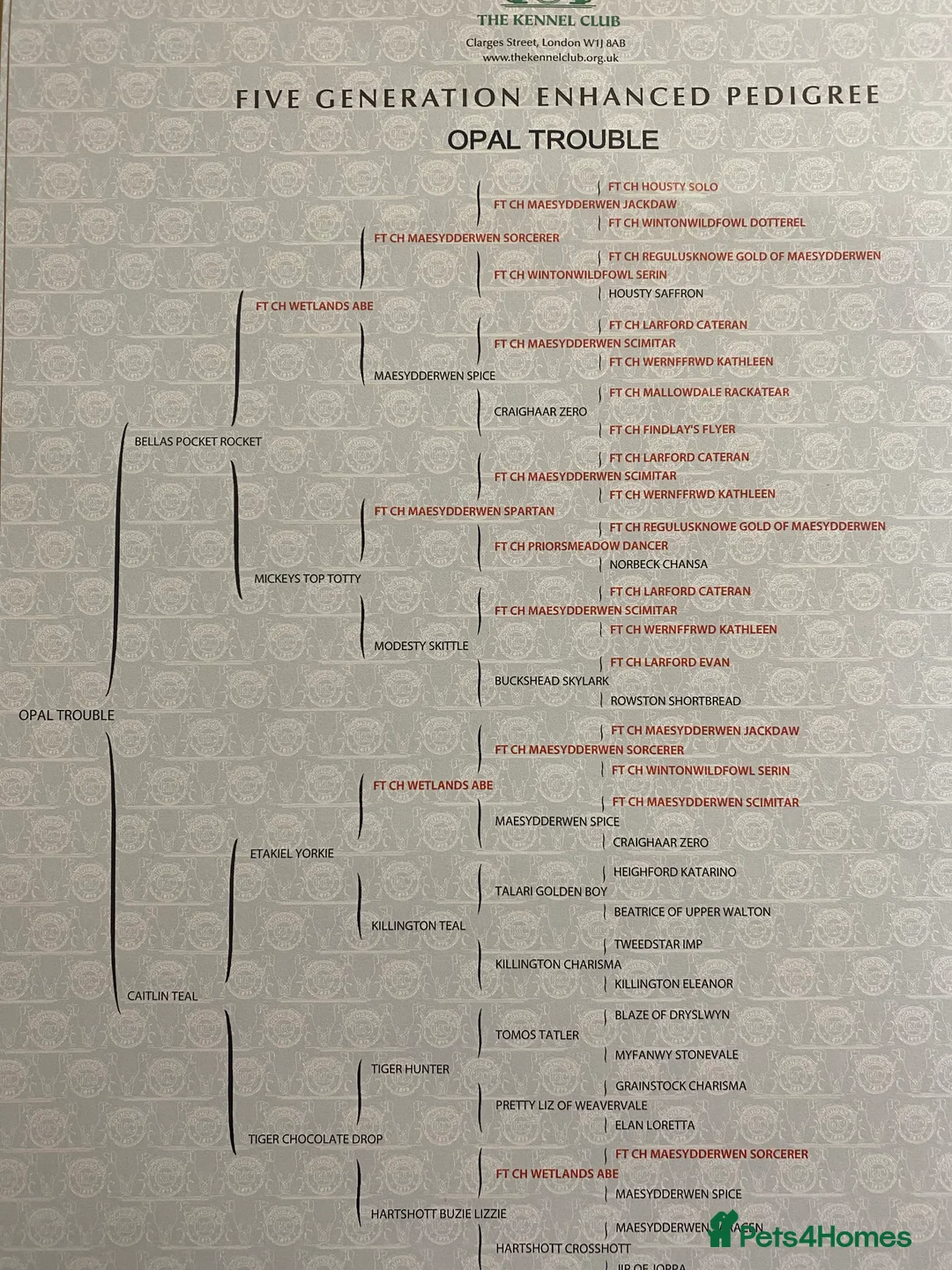 Cocker Spaniel dogs for stud: working cocker for stud Lemon & White Kc reg in Taunton - Advert 7