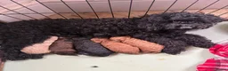 Cavapoo dogs for sale: Cavapoo puppies  - Advert 3