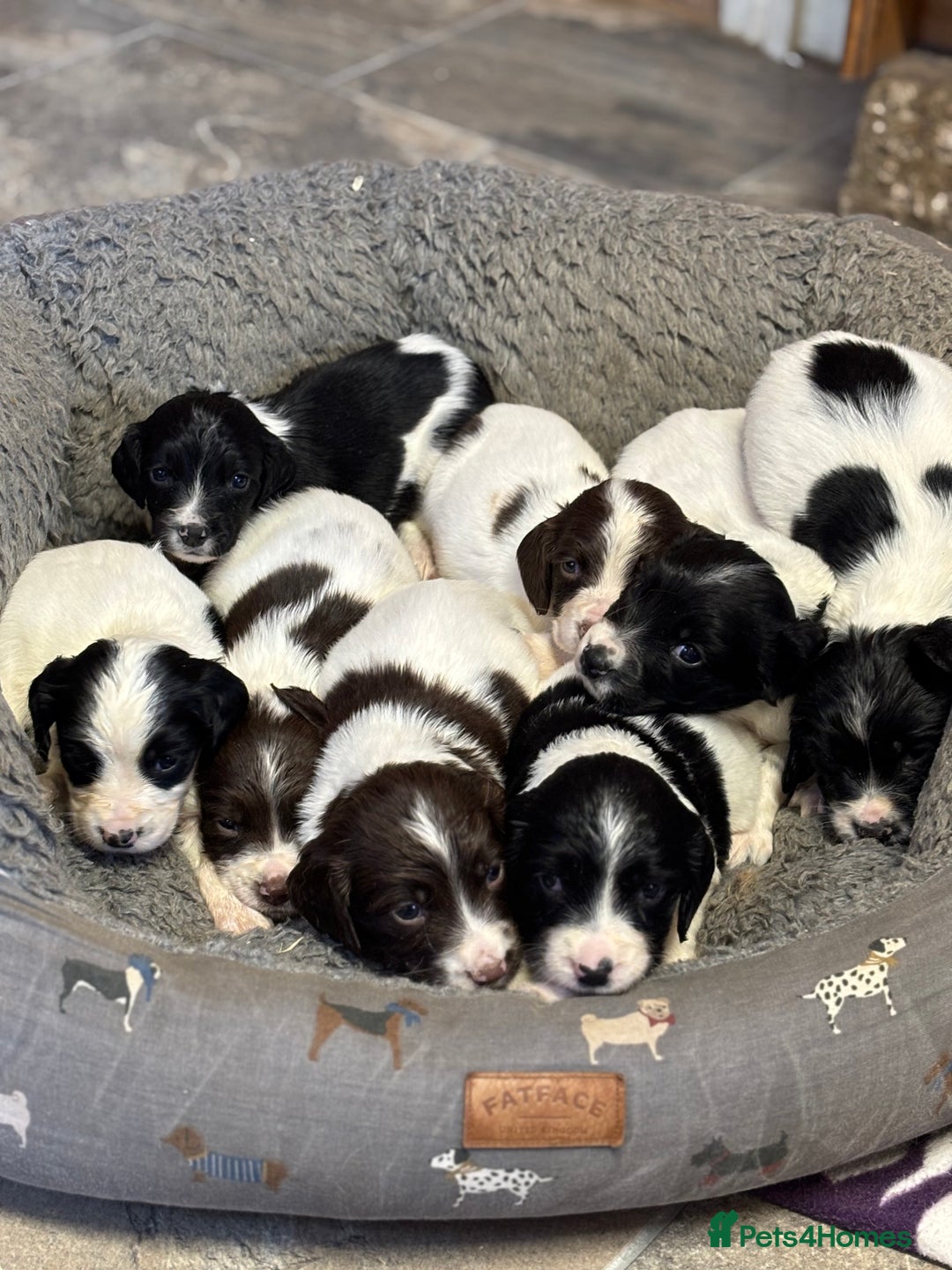 English Springer Spaniel dogs for sale: Stunning DNA Clear KC Springer Spaniel Puppies  - Image 5